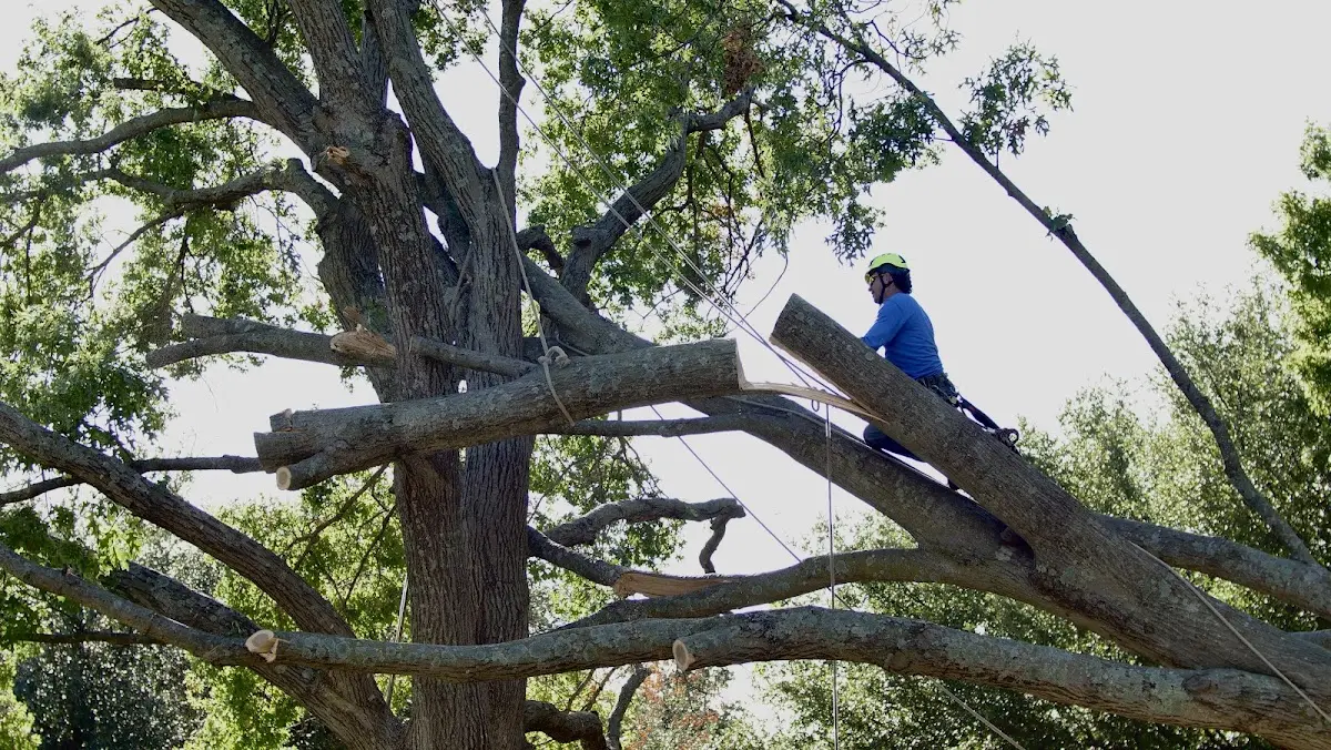 Professional Hazardous Tree Removal performed by certified arborists in Tyro